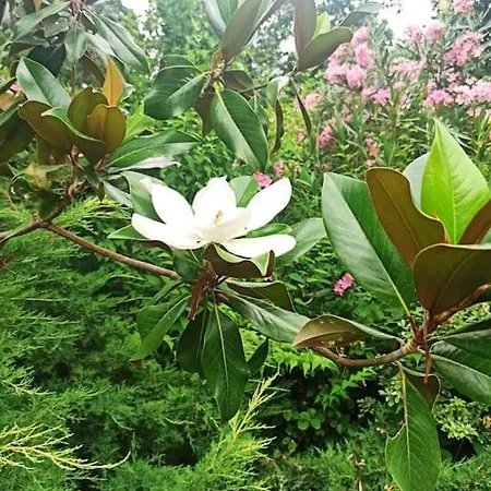 Un Hogar En La Naturaleza Daire Candeleda